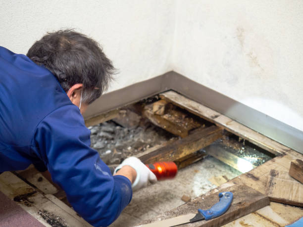 Best Emergency Mold Remediation in Maroa, IL