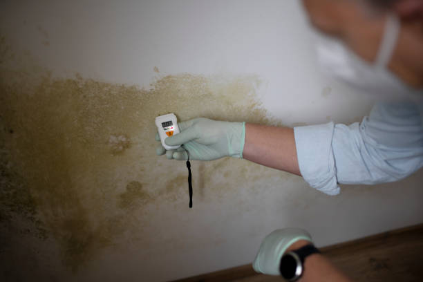 Trusted Maroa, IL Mold Remediation Experts