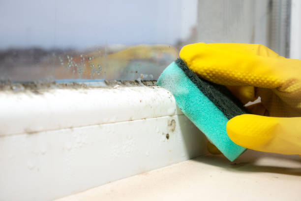 Best Insurance-Related Mold Remediation in Maroa, IL