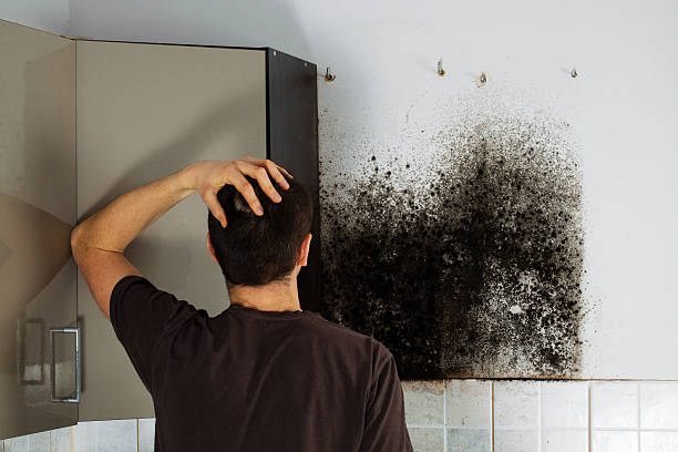 Best HVAC Mold Remediation in Maroa, IL