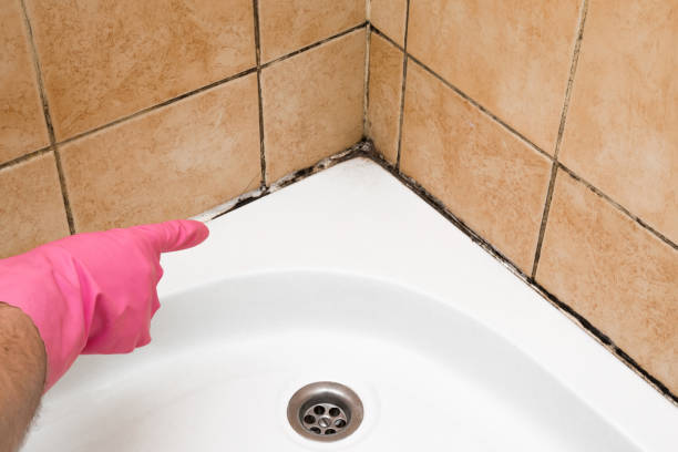 Best Crawl Space Mold Remediation in Maroa, IL